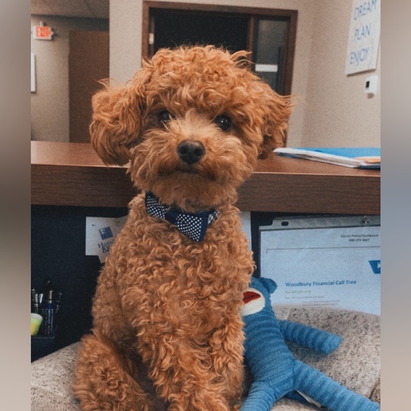 MIKGROS POSH SHOWS - Picture 9 of 11